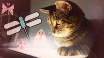猫咪在那里游戏日本攻略 VS 《开心》游戏攻略